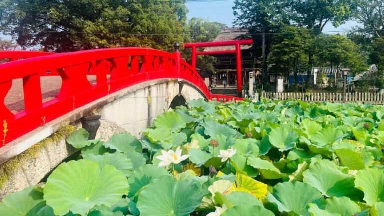 Discover Kumamoto's Hidden Gem: Kumamoto Awaits You - Practical Details and Value