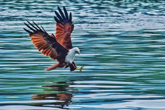 Discover Langkawi Like a local - Private Island Tour - Mangrove Ecosystem: A Closer Look