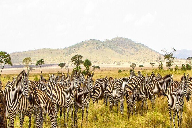 Discover Our Best Guide for 1-Day Serengeti Safari from Mwanza - What Makes the Serengeti Special?
