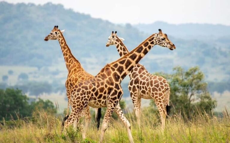 Discover our top best 2 days Tarangire to Ngorongoro Safari - Itinerary Breakdown: What to Expect