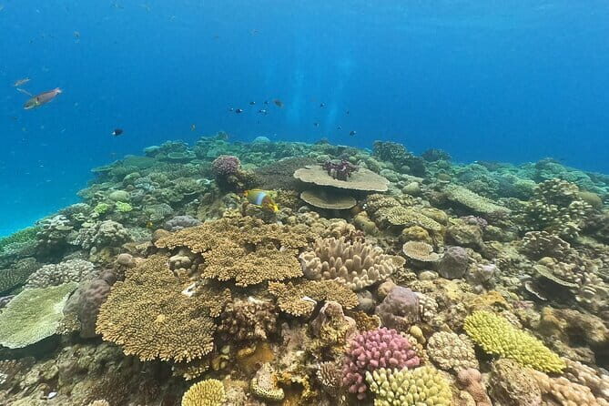 Discover SCUBA Diving 2 DIves Minna, Sesoko , Motobu Okinawa - Why This Tour Stands Out