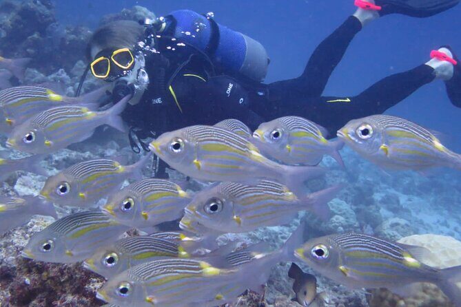 Discover Scuba Diving Experience- Bel Ombre - The Value of the Experience