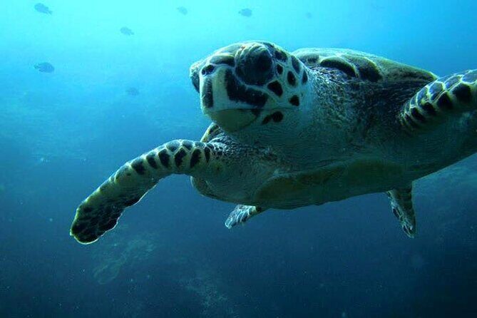 Discover Scuba Diving from a Fishing Village - What Makes This Experience Stand Out?