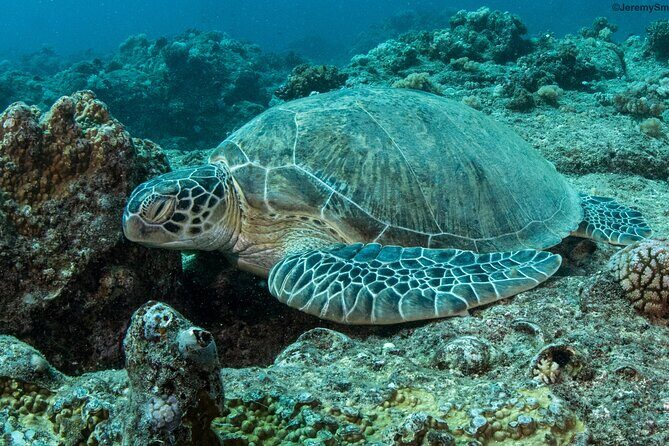 Discover Scuba Diving in Mauritius - The Sum Up