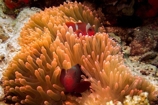 Discover Scuba Diving in Pemuteran - Diving Initiation in Bali (Menjangan Park) - What You Can Expect on This Tour