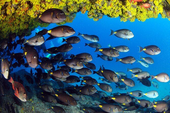 Discover Scuba Diving in Sal - What Makes This Tour Stand Out