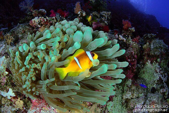 Discover Scuba Diving Sharm El Sheikh - Who Should Consider This Tour?