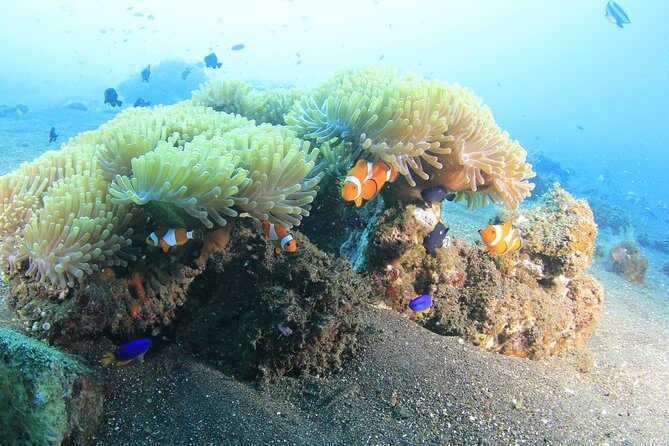Discover Scuba Diving Tulamben Bali For Non-Certified Divers - The Itinerary: What to Expect from Start to Finish