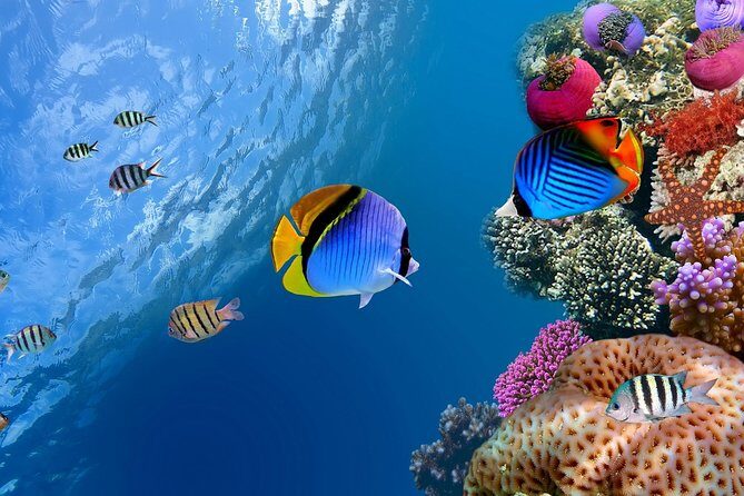 Discover Scuba diving with 2 dives on Koh Tao - The Itinerary: What to Expect