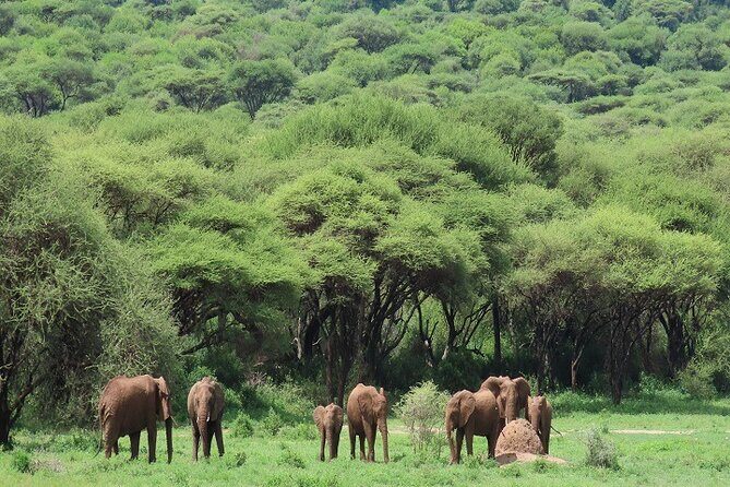 Discover the 5-Day Great Wildebeest Migration Mara River Crossing - What Makes This Tour Special