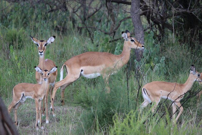 Discover the Beauty of Rwanda in 12Days - Practicalities and Tips