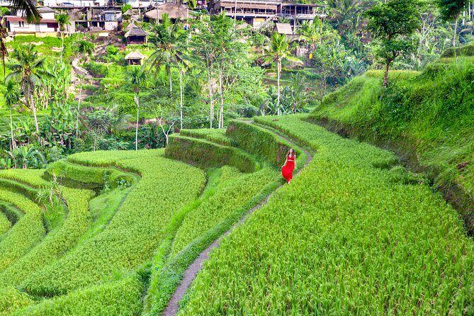Discover The Best of Ubud: All-Inclusive and Private Guided Tour - How the Tour Works and What You’ll Get