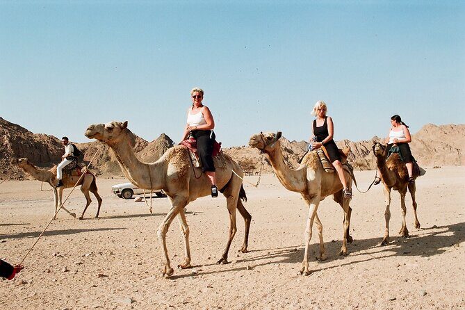 Discover the Desert Magic with an Exciting Camel Ride - Hurghada - The Sum Up