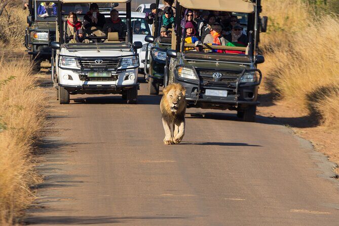 Discover the Pilanesberg with a personalized full day safari - Value and Practical Considerations