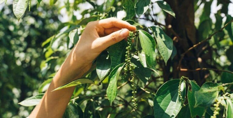 Discover the Secret of Stone Town and Spice Farm Tour - Who Will Love This Tour?