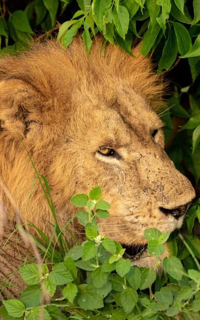 Discover the Top Most Popular 6-Days Tanzania safari - What to Expect at Each Stop