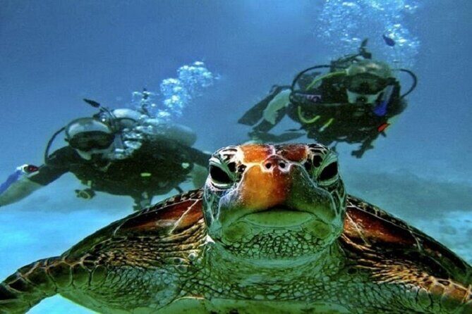 Dive Deep, Two Professional Dives, Transfer & Lunch Hurghada - The Itinerary and Experience Breakdown