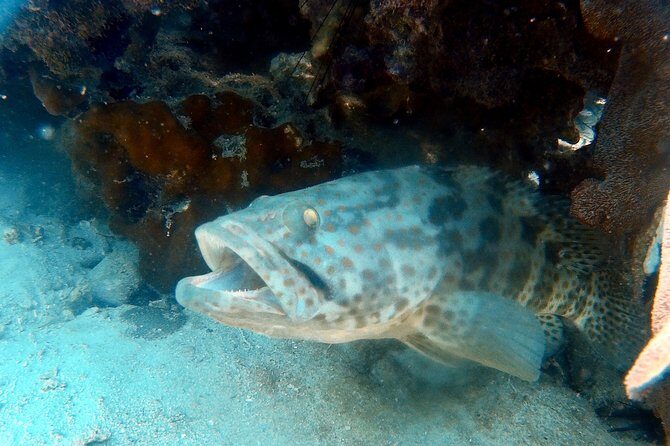 Dive trip with 2 dives (start from Ko Kut) - Who Will Love This Tour?
