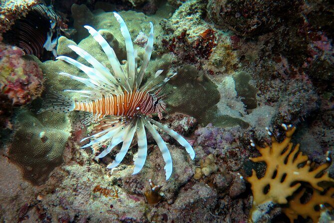 Dive with Dugongs and Turtles | Abu Dabbab | Marsa Alam | 2 Dives - The Itinerary: What You Can Expect