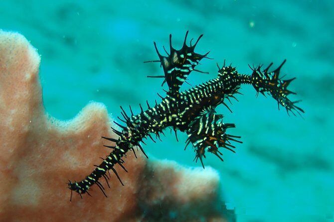 DiveGurus -Scuba Diving in Boracay - The Equipment and Safety