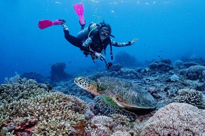 Diving with Manta Ray at Nusa Penida - The Value of This Tour