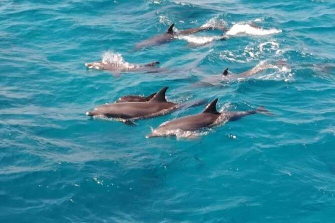 Doiphin Trip With Banana Boat vip - What the Tour Doesn’t Cover
