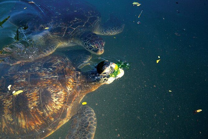 Dolphin and Turtle Tour with Sunset Cruise at Nungwi Beach - The Value Proposition