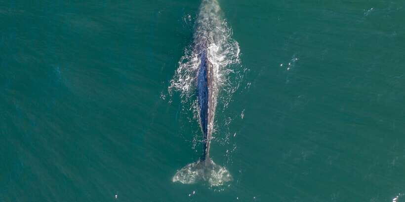 Dolphin and Whale Watching in Negombo - What You Need to Know Before You Go