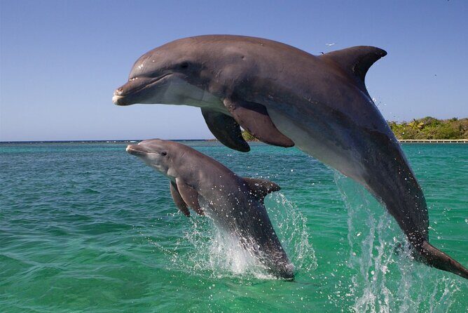 Dolphin Discovery Adventure in Hurghada - Who Will Love This Tour?