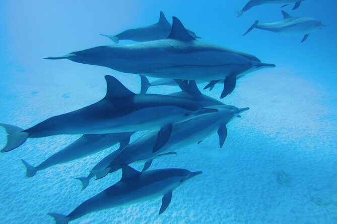 Dolphin House Reef Snorkeling Sea Trip With Transfer - Marsa Alam - Who Would Love This Tour?
