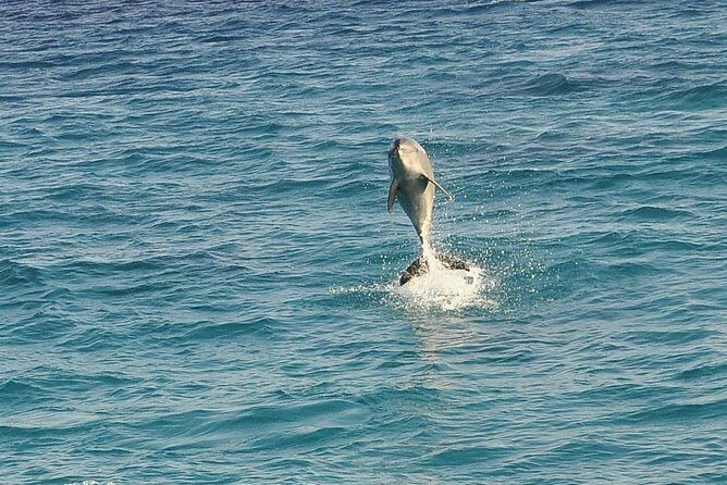 Dolphin House Royal sea Trip Luxury Boat With Transfer - Hurghada - Spotting Dolphins: A Magical Encounter