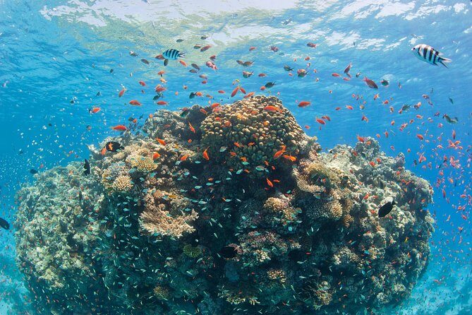 Dolphin House Royal VIP Special Day Snorkeling Sea Trip With Lunch - Hurghada - Detailed Breakdown of the Itinerary