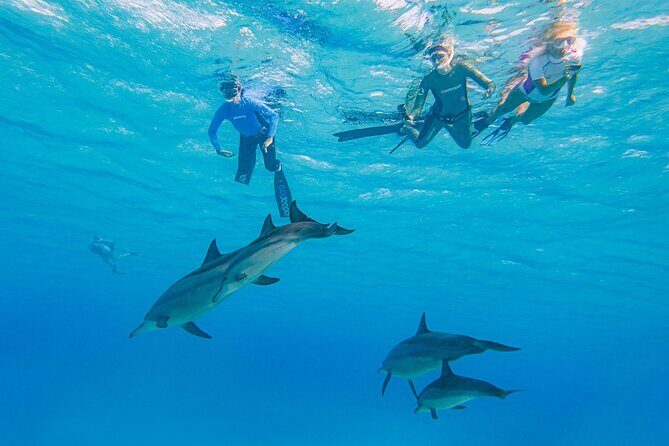 Dolphin House Samadai Reef Boat Snorkeling Trip from Marsa Alam - The Marine Environment and Wildlife Encounters