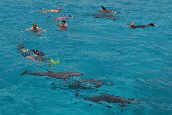 Dolphin House sea trip - Analyzing the Value: Is It Worth It?