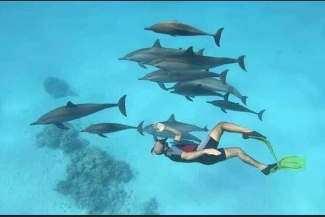 Dolphin House Snorkel & Water Fun Activity with Lunch - Hurghada - The Authentic Experience and Value