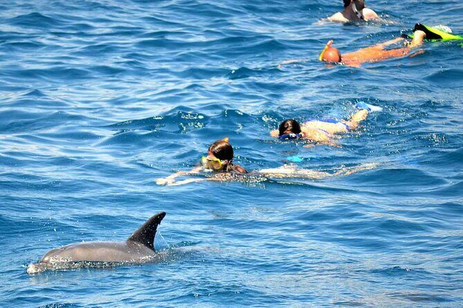 Dolphin House Snorkeling Fun in Hurghada - What Travelers Are Saying