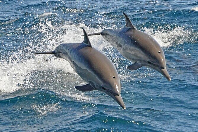 Dolphin House Snorkeling Sea Trip, Water Sport , Lunch - Hurghada - Analyzing the Value
