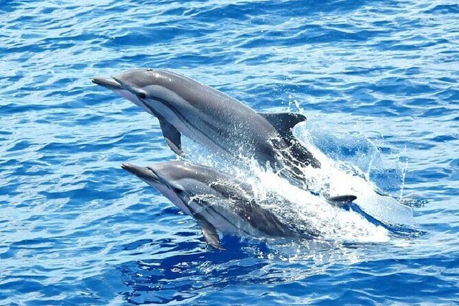 Dolphin House Snorkeling Trip + Water Sport With Lunch - Hurghada - Who Might Want to Think Twice?
