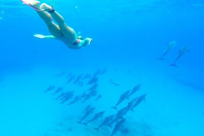 Dolphin House Snorkeling,Water Sports, Lunch & Transfer- Hurghada - The Itinerary Breakdown
