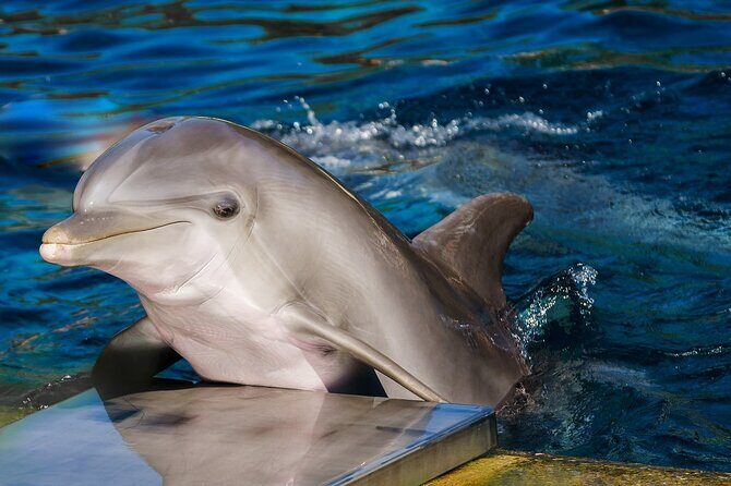 Dolphin Show & Photoshoot Package with Transfer from Hurghada - An In-Depth Review: What the Tour Offers and Why It Matters