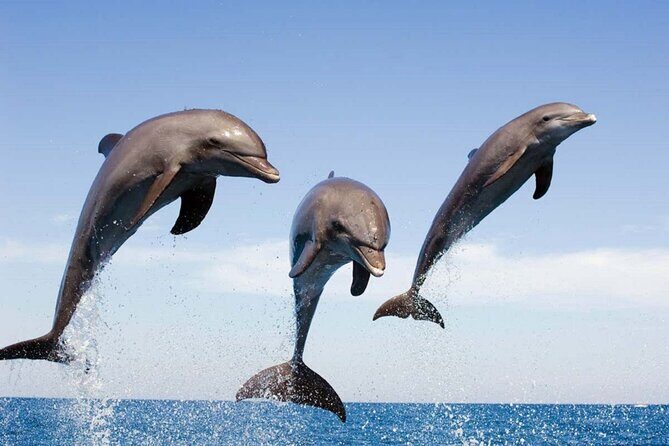 Dolphin Snorkel With private Speed Boat & Water Sports - Hurghada - Why This Tour Offers Great Value