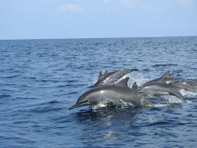 Dolphin, Snorkeling,Turtles and SunSet Cruise with Lunch - A Closer Look at the Tour Experience