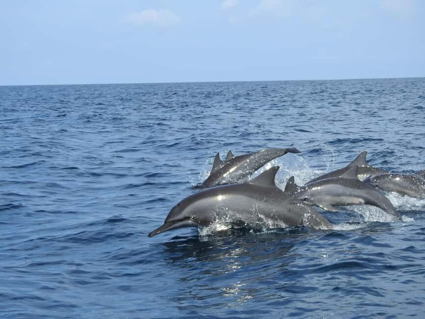 Dolphin, Snorkeling,Turtles and SunSet Cruise with Lunch - A Closer Look at the Tour Experience