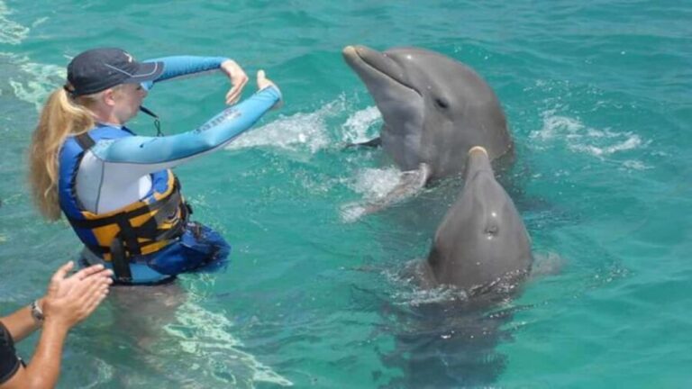 Dolphin Swimming for Nature Lovers on West Coast - What to Expect During the Tour