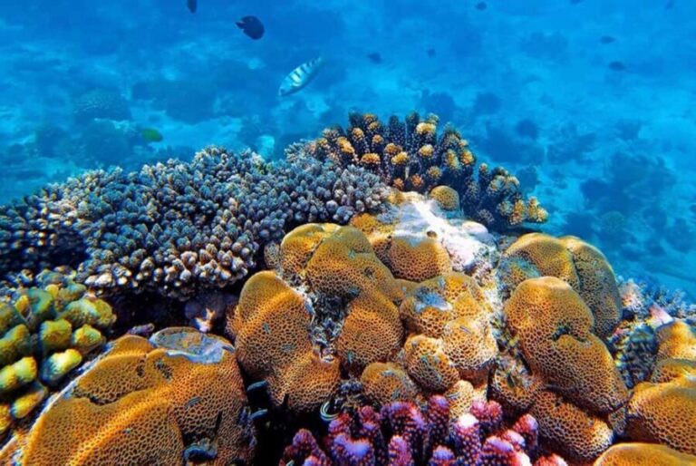Dolphin Tour at Mnemba, Lagoon Aquarium & Kiwengwa Beach. - Practical Details and Logistics