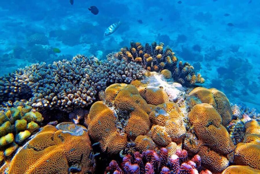 Dolphin Tour at Mnemba, Lagoon Aquarium & Kiwengwa Beach. - Practical Details and Logistics