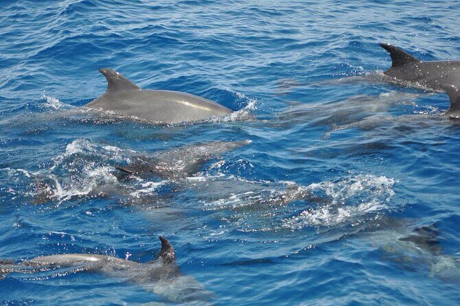 Dolphin Tour Banana Boat from Soma /Sahl Hasheesh/makadi/Safaga - What Travelers Are Saying