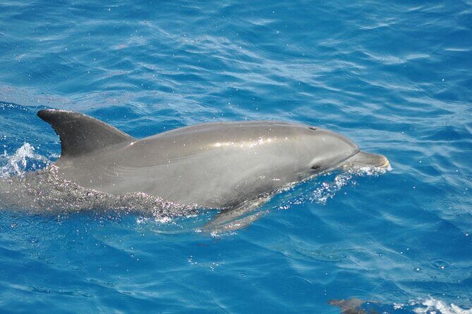 Dolphin tour & banana boat fun with snorkeling from Hurghada - Pricing and Value for Money