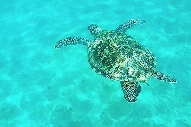 Dolphin tour from El Gouna - Authentic Insights from Travelers