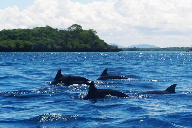 Dolphin tour, Jozani Forest, Jambiani Kuza Cave, Paje Beach &The Rock restaurent - The Sum Up